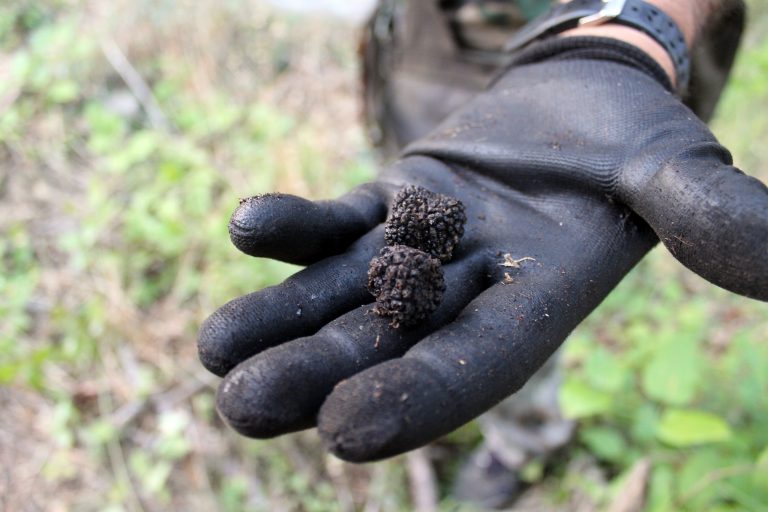 truffle experience 11