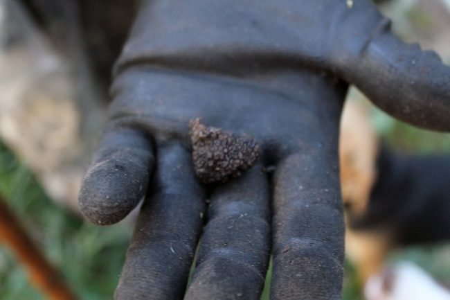 truffle experience 13